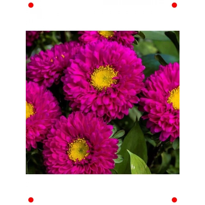 Gül Renkli Uzun Boylu Kasımpatı Tohumu (5 Adet)