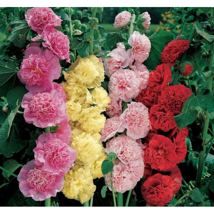 Gülhat (Katmerli  Çiçekli) - KARIŞIK (5 Tohum)