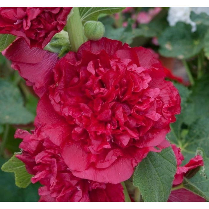 Gülhat (Katmerli  Çiçekli) - KIRZI (5 Tohum)