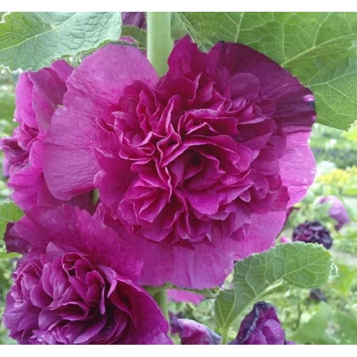 Gülhat (Katmerli  Çiçekli) - LİLA (5 Tohum)