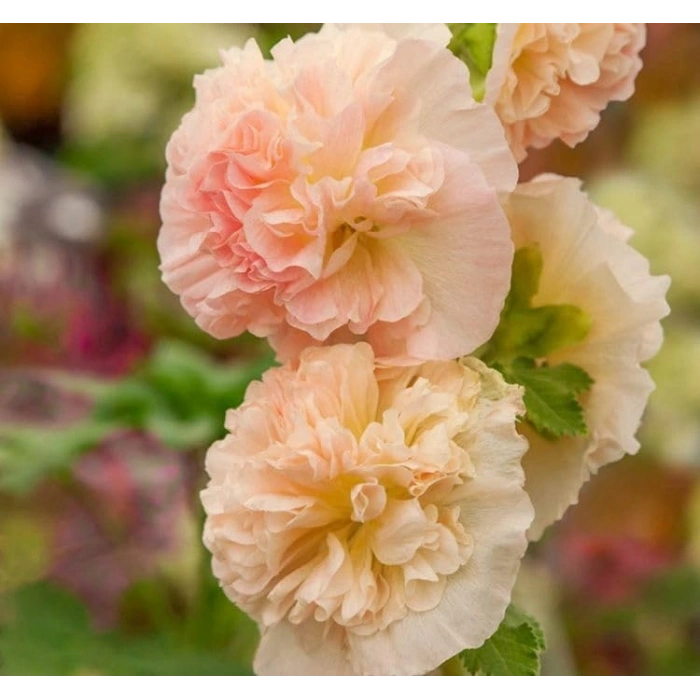 Gülhat (Katmerli  Çiçekli) - TURUNCU (5 Tohum)