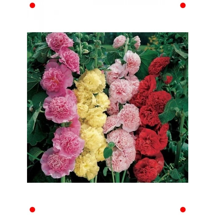 Gülhatmi Tohumu (Katmerli Büyük Çiçekli) - Karışık (5 Adet)