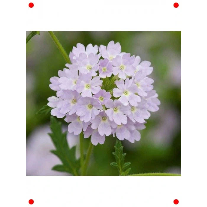 Gümüş ne  Çiçek Tohumu