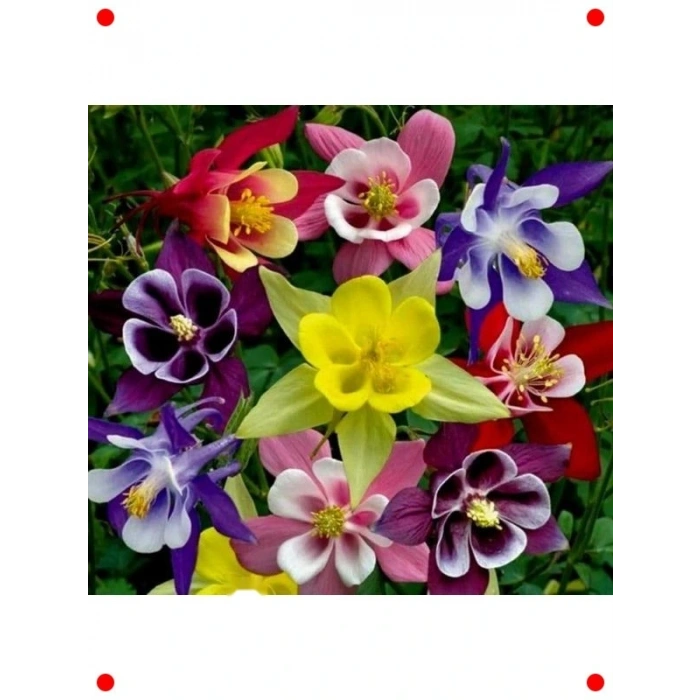 Haseki Küpesi Tohumu Karışık Renkler - 150 Adet