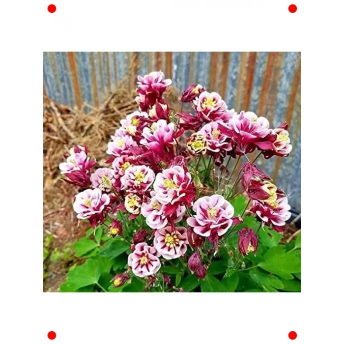 Haseki Küpesi Tohumu Karışık Renkler - 150 Adet