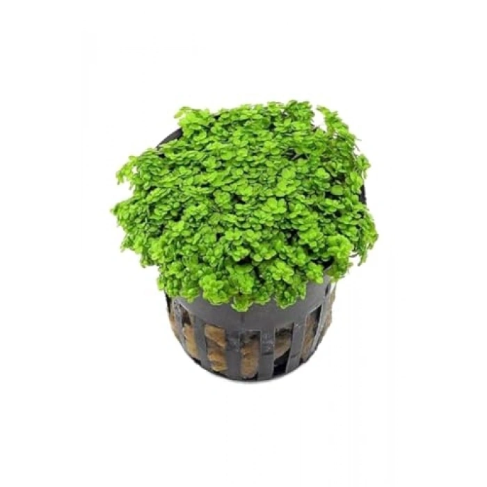 Heanthus Callitrichoides Cuba Saksı Canlı Bitki, Yeşil ve Canlı