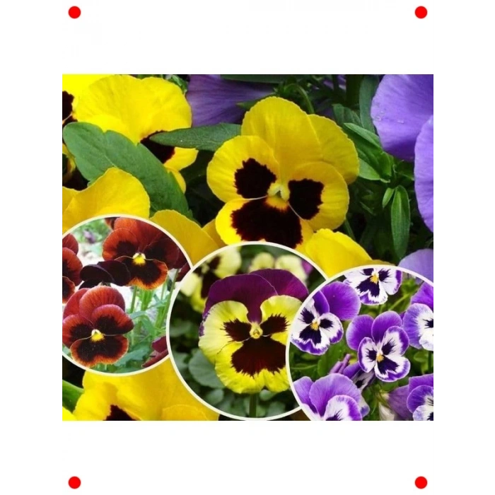 Hercai Menekşe Tohumları (100 Adet) - Karışık Renk