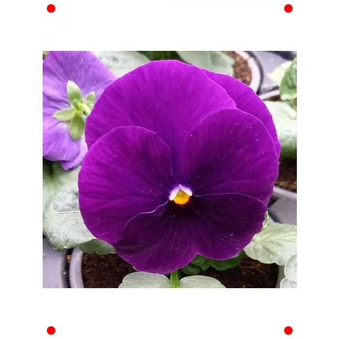 Hercai Menekşe Tohumu - Katlı Mor Renk (10 Adet)