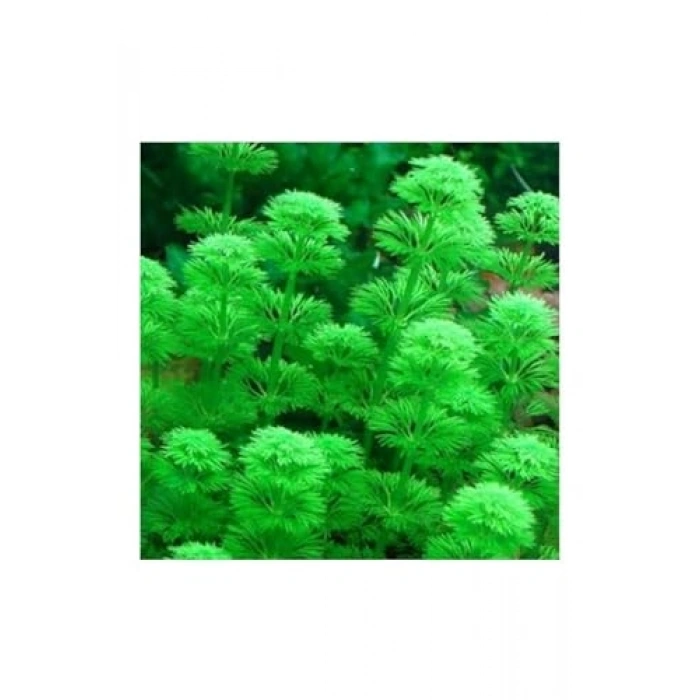 Heterophylla Limnophila Saksı Canlı Bitki, Su Bitkisi