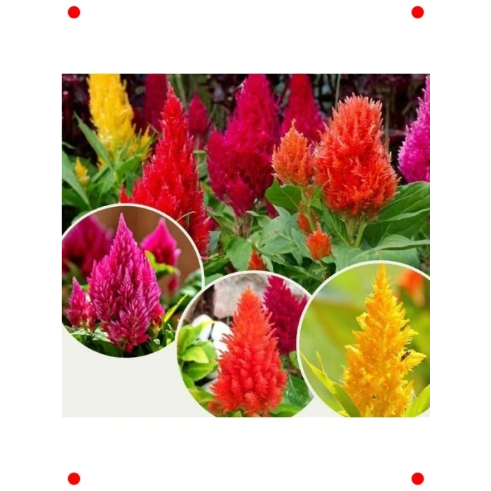 Horoz İbiği Püskül Tohumları - 200 Adet Karışık Renk