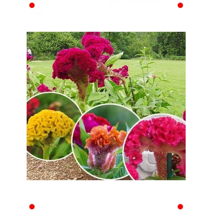 Horoz İbiği Tohumu Karışık Renkler - 200 Adet