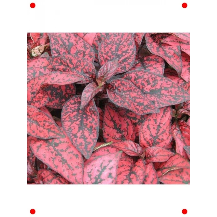 Hostes Çiçeği Tohumu Kırmızı (Çilli, niş Yaprak) - 5 Adet