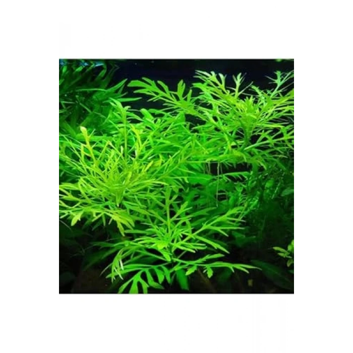 Hygrophila Diffors Canlı Bitki - 4-6 Kök
