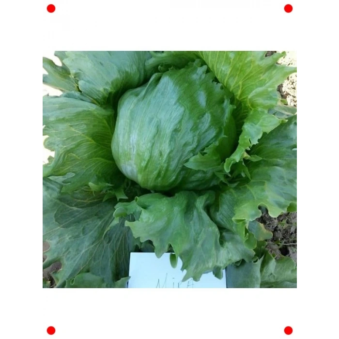 Iceberg Marul Tohumu (Çoklu Paket) - 3 Gram