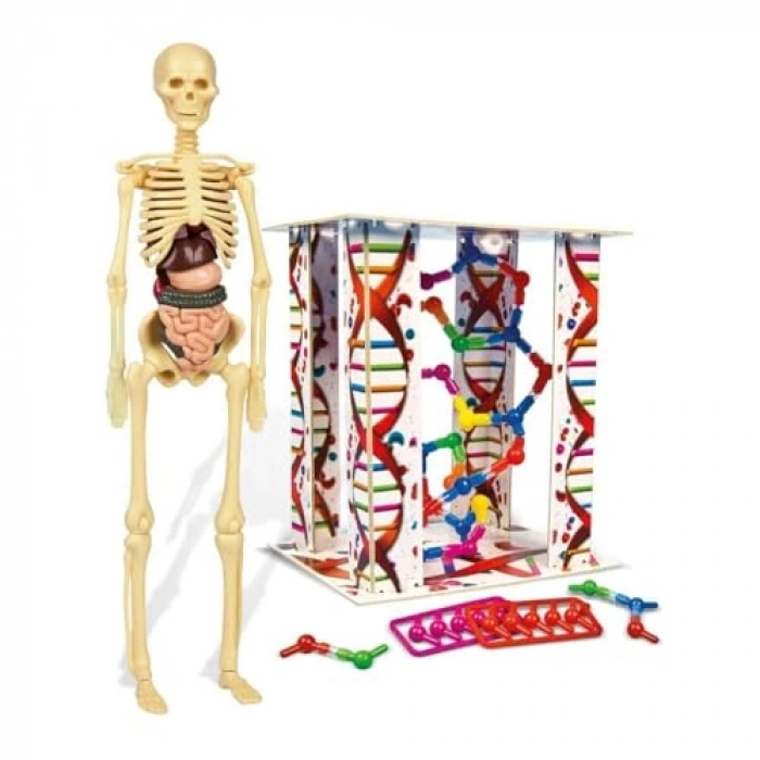 İlk Keşiflerim - İnsan Anatomisi, Eğitici Hobi Kitabı
