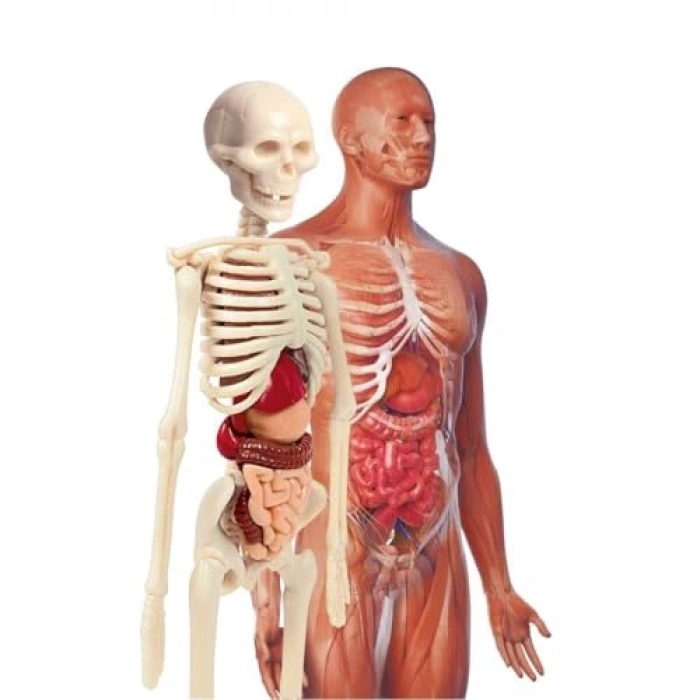 İlk Keşiflerim - İnsan Anatomisi, Eğitici Hobi Kitabı