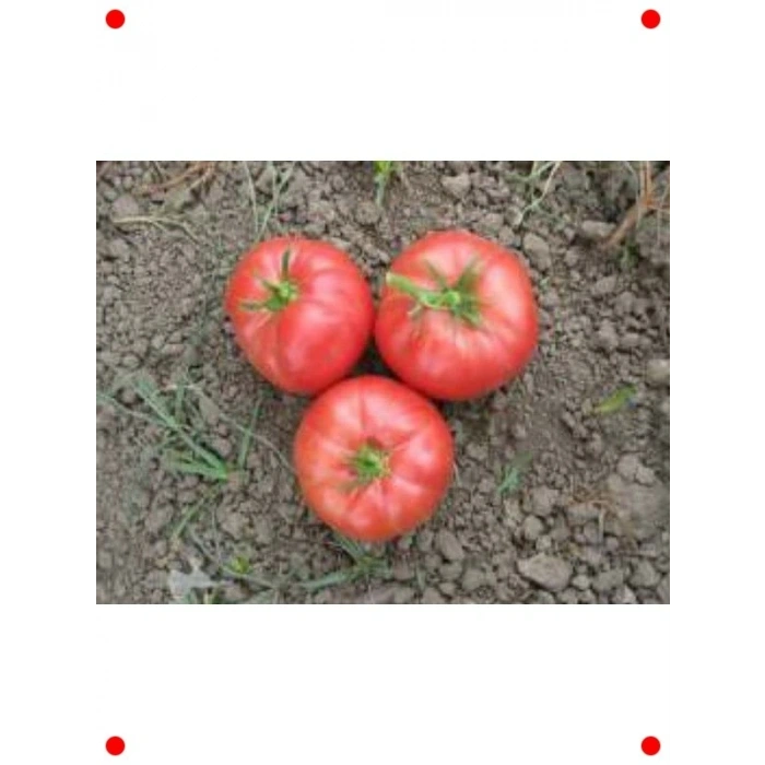 İnci Domates Tohumu - 100 Adet