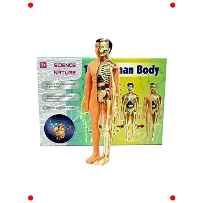 İnsan Vücudu İskelet Sistemi Modeli