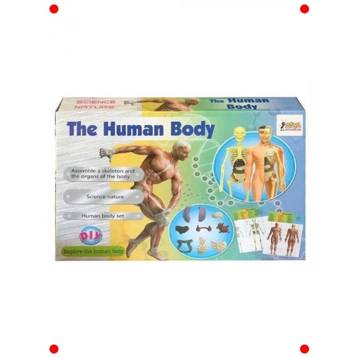 İnsan Vücudu İskelet Sistemi Modeli