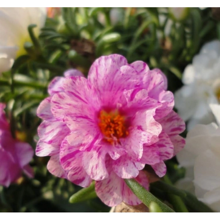 İpek Çiçeği Tohumu Duble Katlı - Kırçıllı Kırmızı Renkli (25 Tohum)