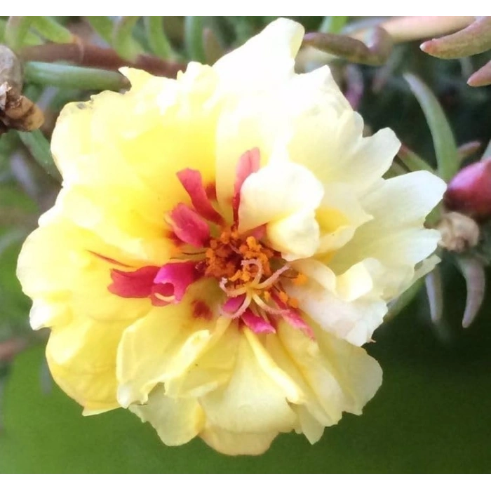 İpek Çiçeği Tohumu Duble Katlı - Sarı Renkli (25 Tohum)