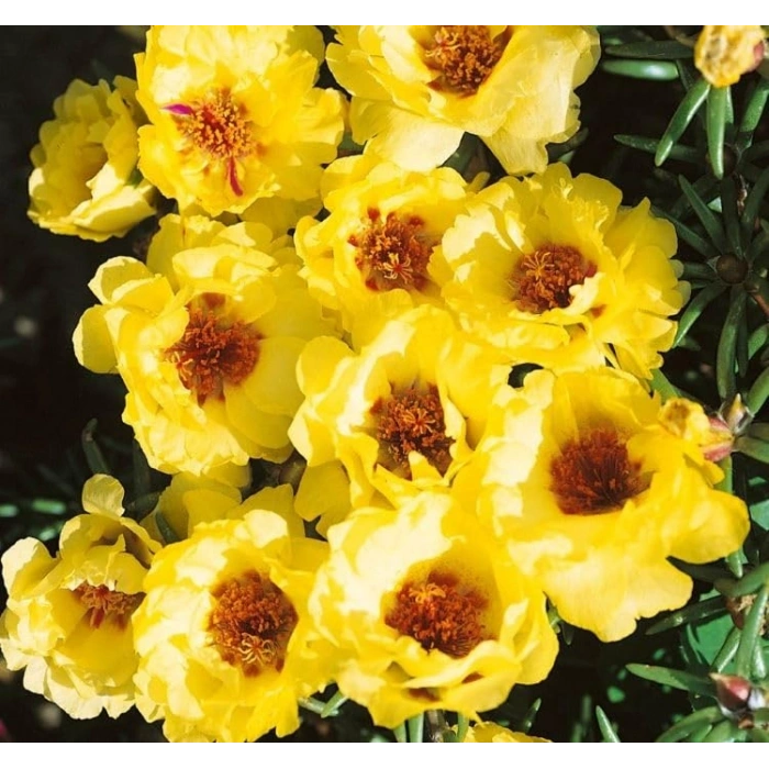 İpek Çiçeği Tohumu Duble Katlı - Sarı Renkli (25 Tohum)