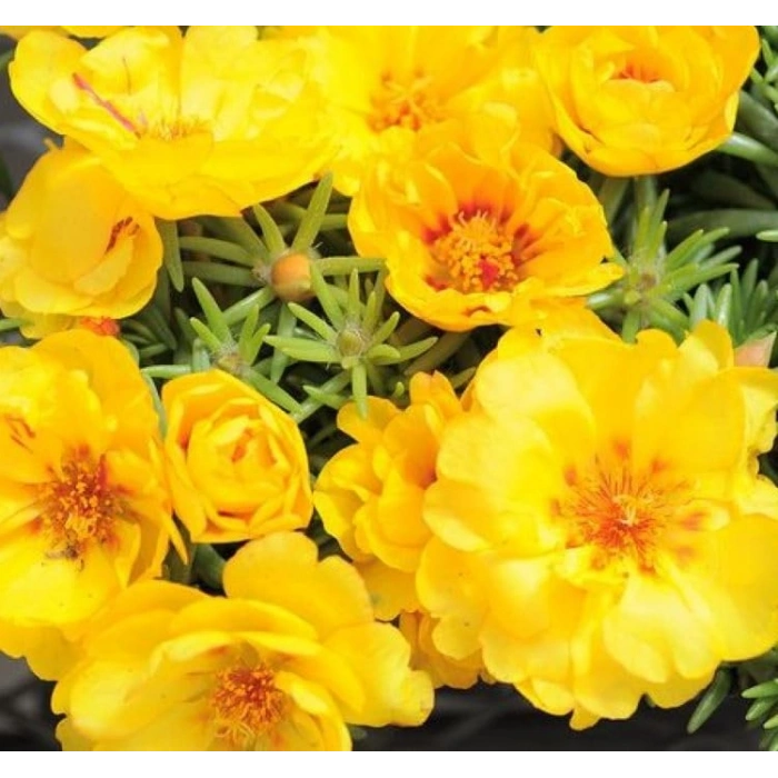 İpek Çiçeği Tohumu Duble Katlı - Sarı Renkli (25 Tohum)