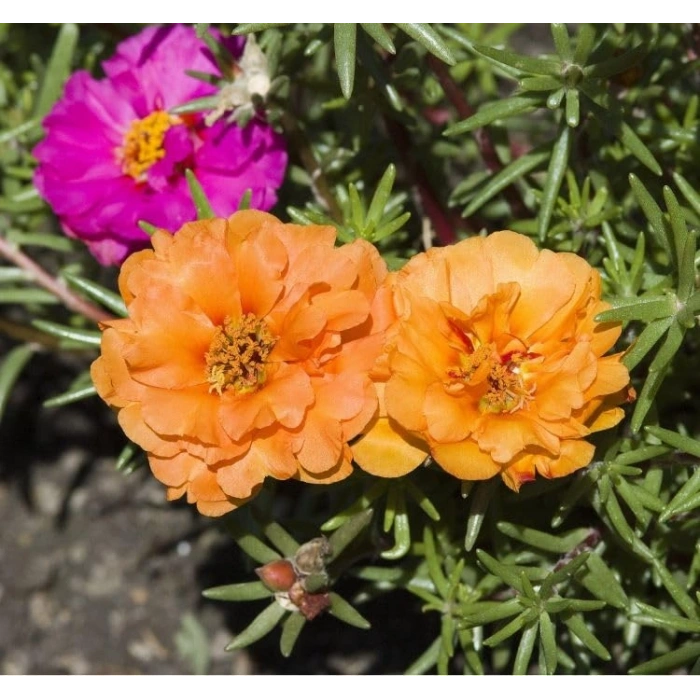 İpek Çiçeği Tohumu Duble Katlı - Turuncu Renkli (25 Tohum)