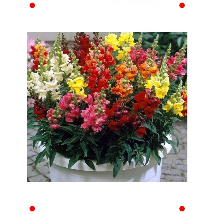 İri Çiçekli Aslanağzı Tohumu - Karışık Renkler