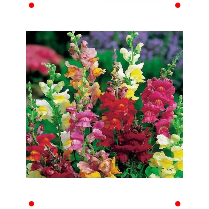 İri Çiçekli Aslanağzı Tohumu - Karışık Renkler
