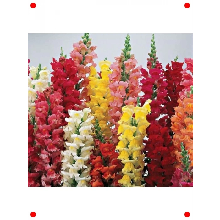 İri Çiçekli Aslanağzı Tohumu - Karışık Renkler