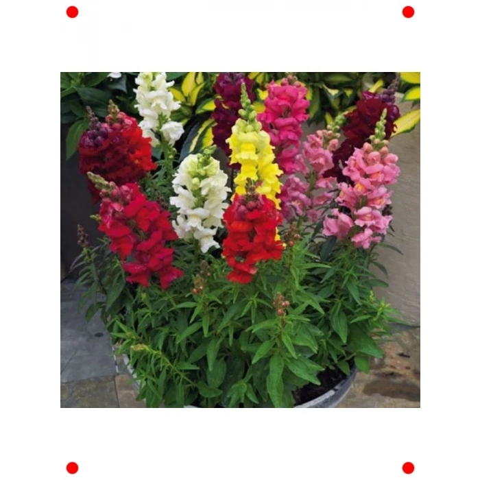 İri Çiçekli Aslanağzı Tohumu - Karışık Renkler