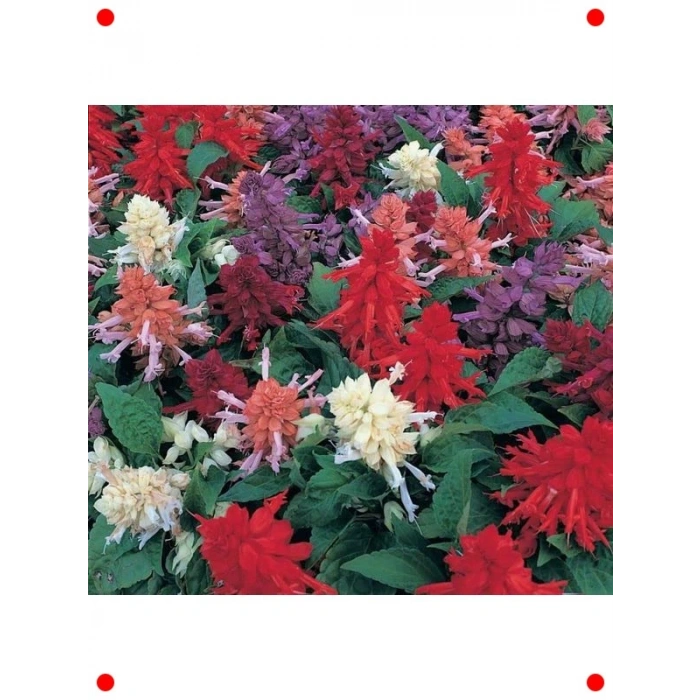 İri Çiçekli Bodur Ateş Çiçeği Tohumu - Karışık Renk