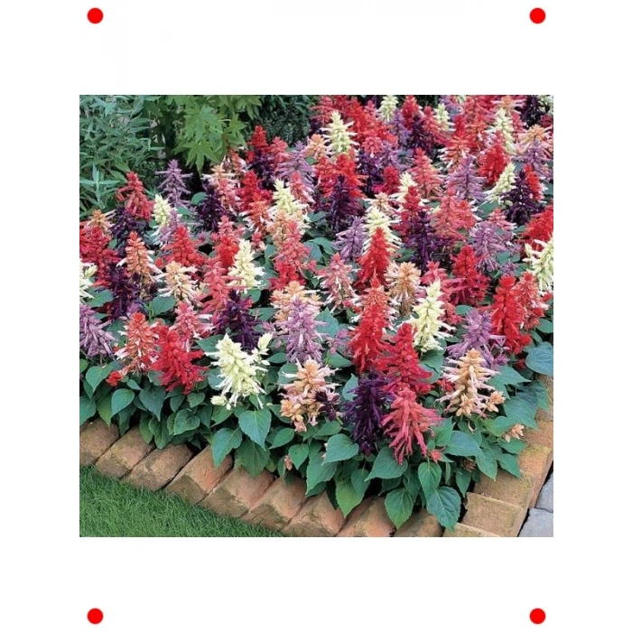 İri Çiçekli Bodur Ateş Çiçeği Tohumu - Karışık Renk