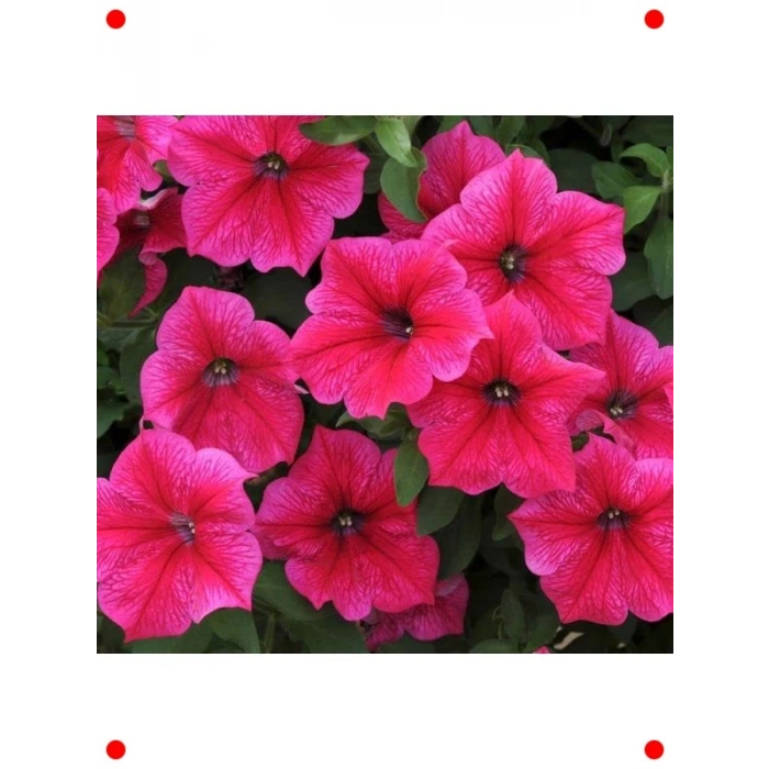 İri Çiçekli Bodur Gül Renkli Petunya Tohumu - 15 Adet