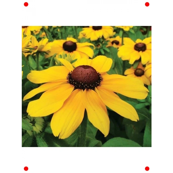 İri Çiçekli Rutbekya F1 Tohumu (10 Adet)