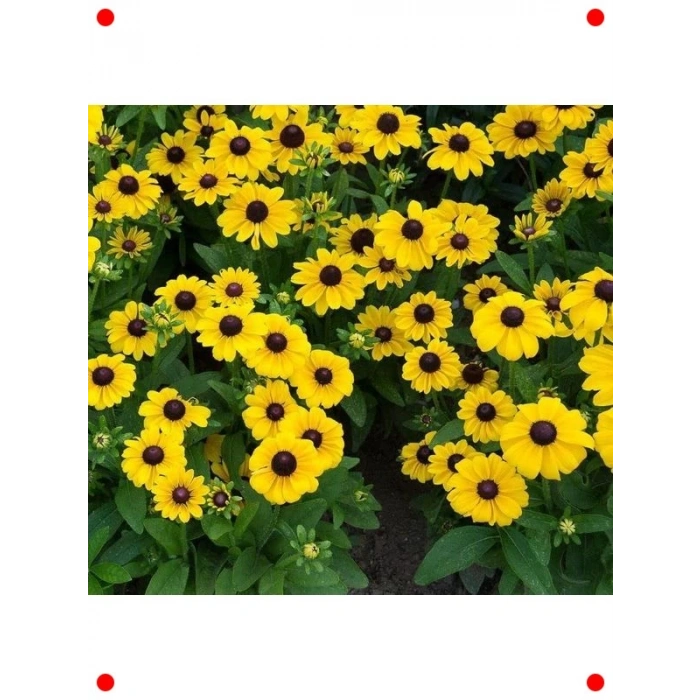 İri Çiçekli Rutbekya F1 Tohumu (10 Adet)