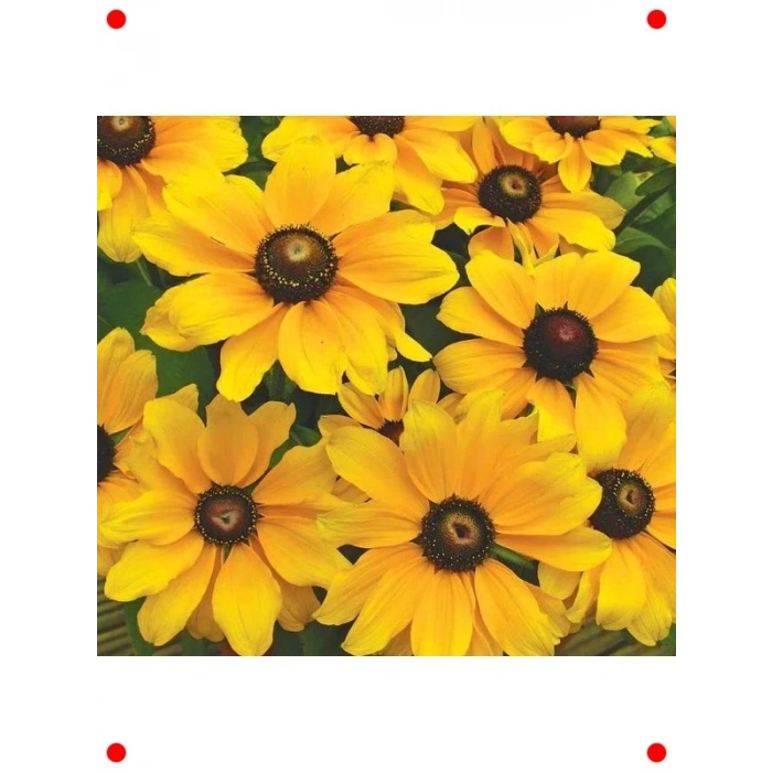 İri Çiçekli Rutbekya F1 Tohumu (10 Adet)