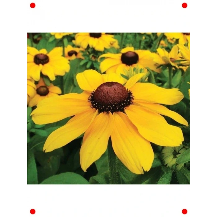 İri Çiçekli Rutbekya  Tohumu (10 Adet)