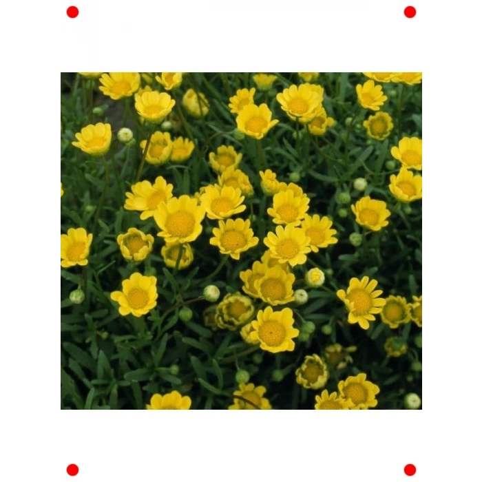 İri Çiçekli Sarı Papatya Tohumu (25 Adet)
