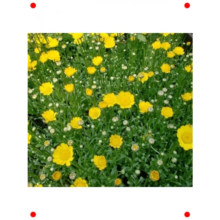 İri Çiçekli Sarı Papatya Tohumu (25 Adet)