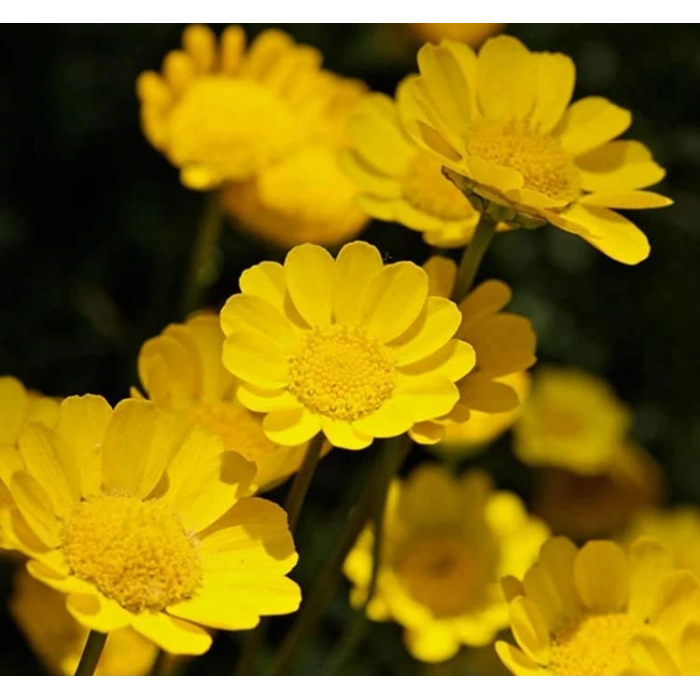 İri Çiçekli Sarı Papatya Tohumu, 25 Adet