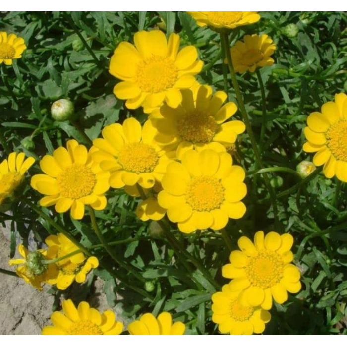 İri Çiçekli Sarı Papatya Tohumu, 25 Adet