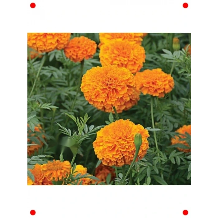 İri Çiçekli Uzun Turuncu Kadife Çiçeği Tohumu (5 Adet)