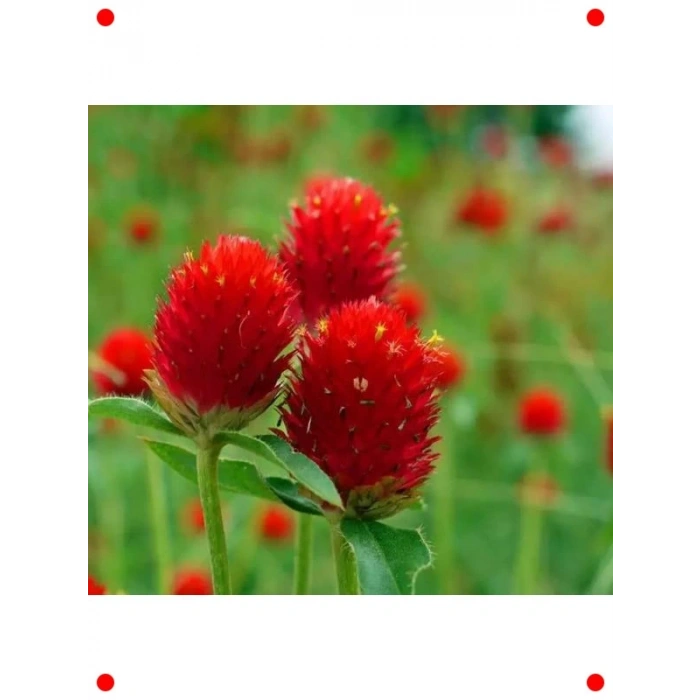 İri Çok Çiçekli Kırmızı Medine Düğmesi Tohumu - 30 Adet