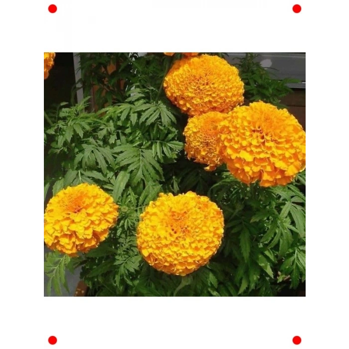 İri Kafalı Kadife Karışık Renk Tohumları - 75 Adet