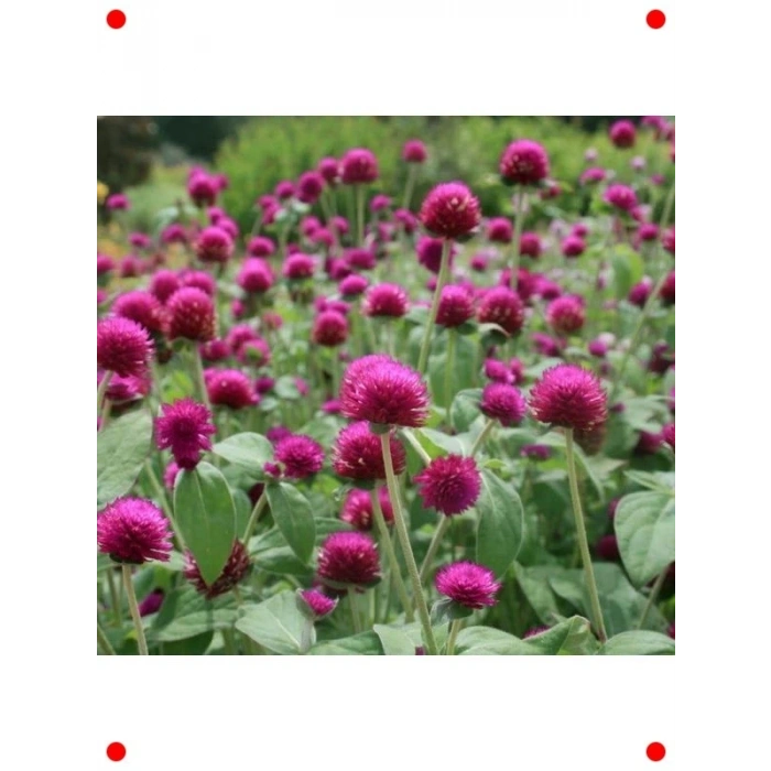 İri Mor Medine Düğmesi Çiçek Tohumu