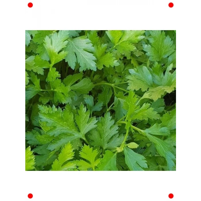 İri Yapraklı Maydanoz Tohumu - 10 Gram