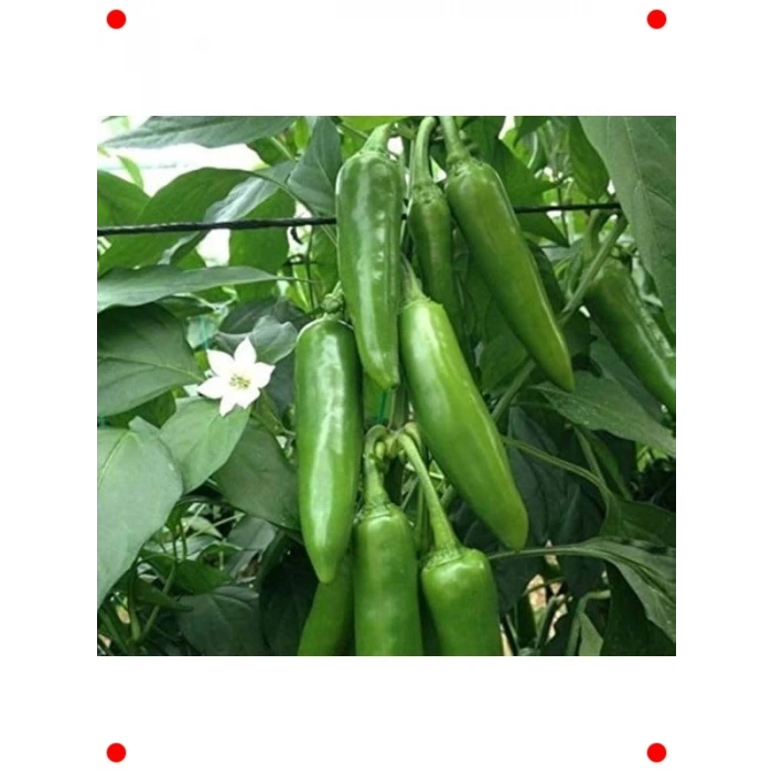 Jalapeno Biber Tohumu (3 gr) - Acı Severlere