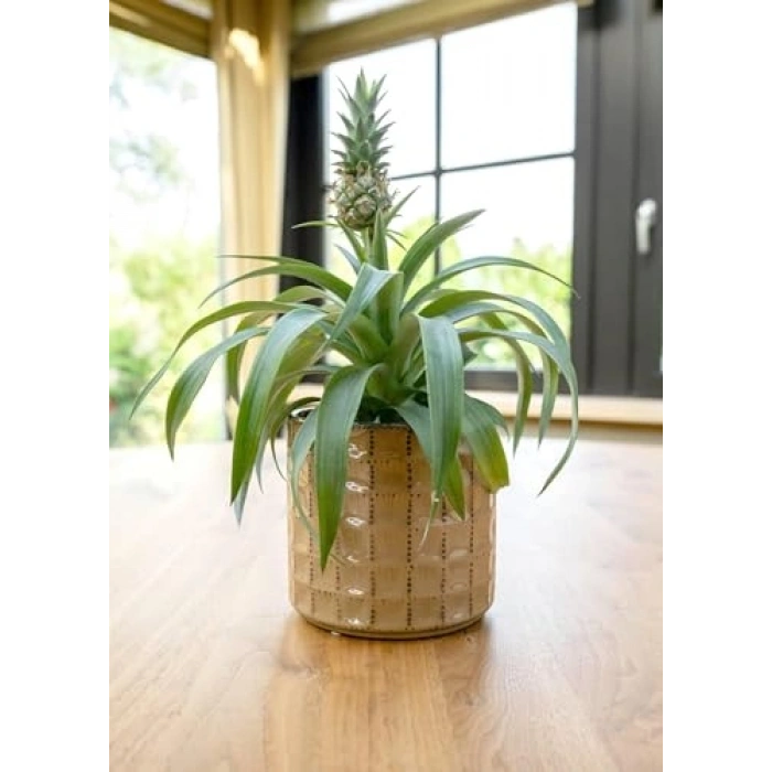 Kahve Saksı 14x13 cm Serak Tasarım